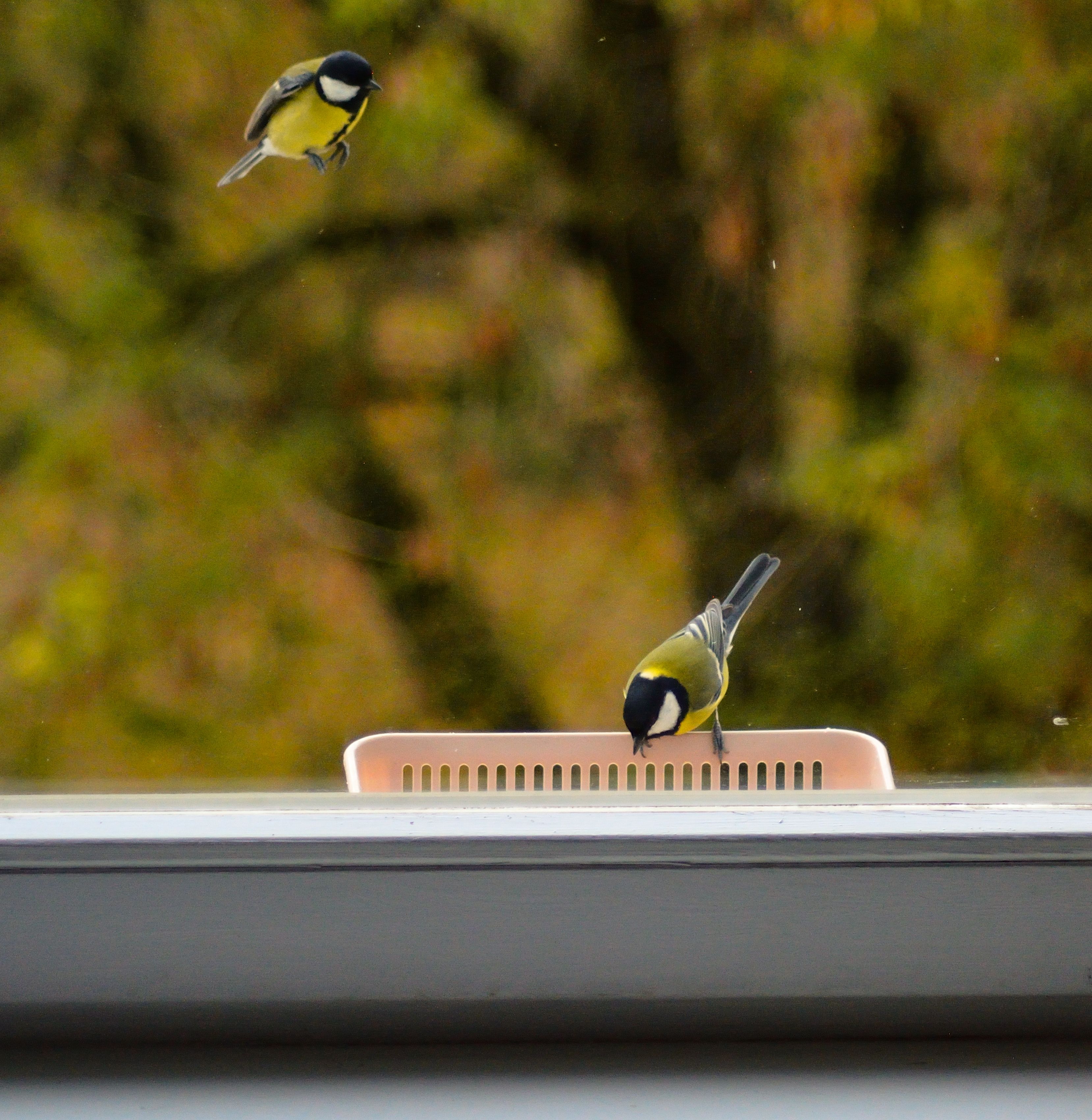 Compact metal bird feeder mounted on the wall of a small apartment balcony