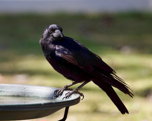 Free Close-up of an American crow perched on a birdbath, outdoors in Athens, Alabama. Stock Photo