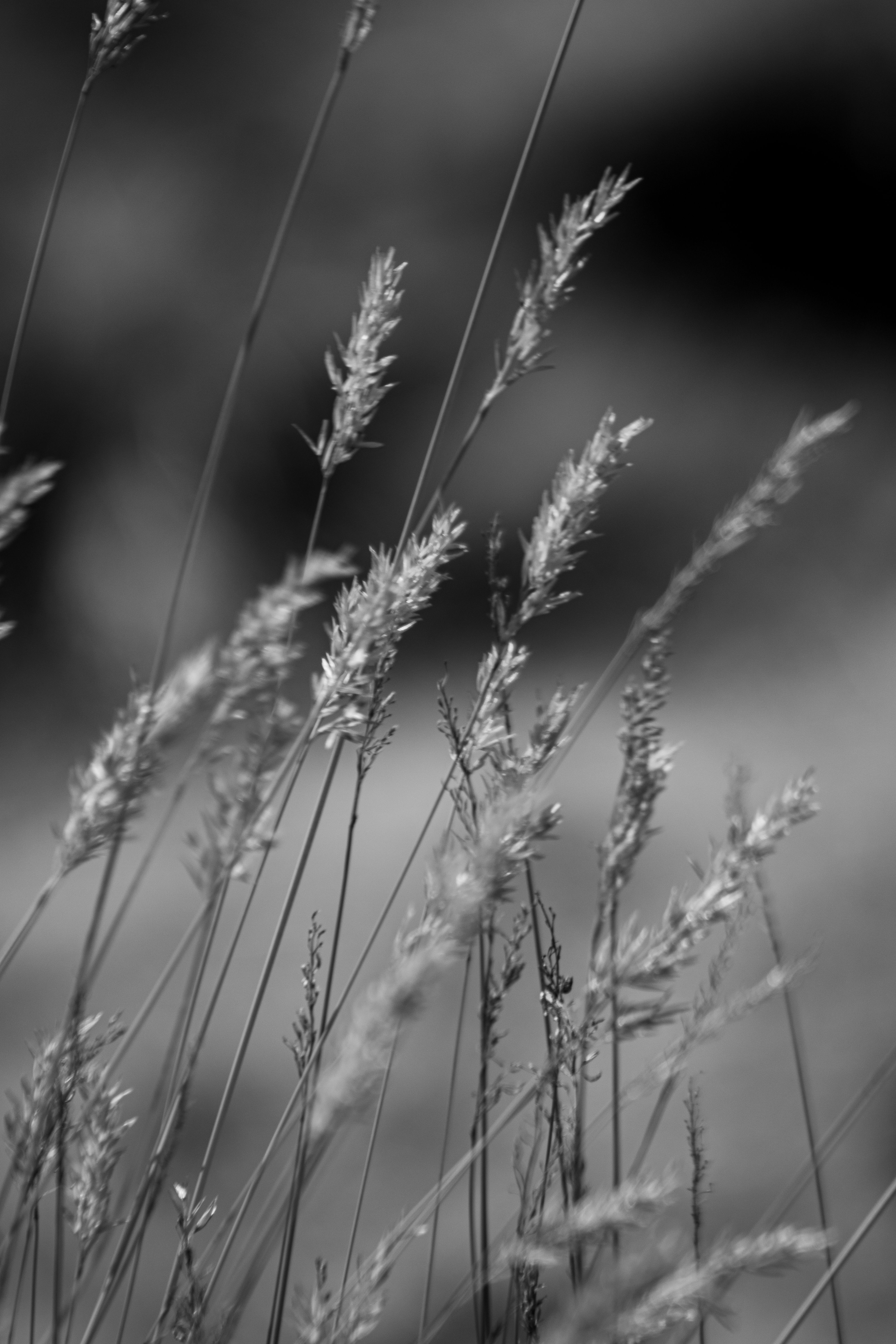 Fotomural Foto en blanco y negro que captura hierba delicada en un campo cerca de Arequipa, Perú.
