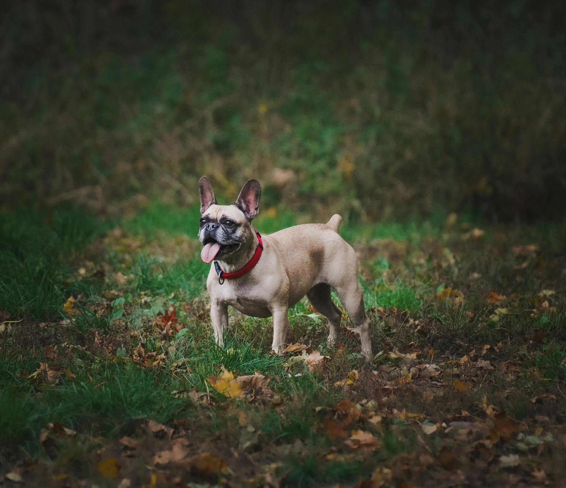 French Bulldog in an Autumn Forest Setting