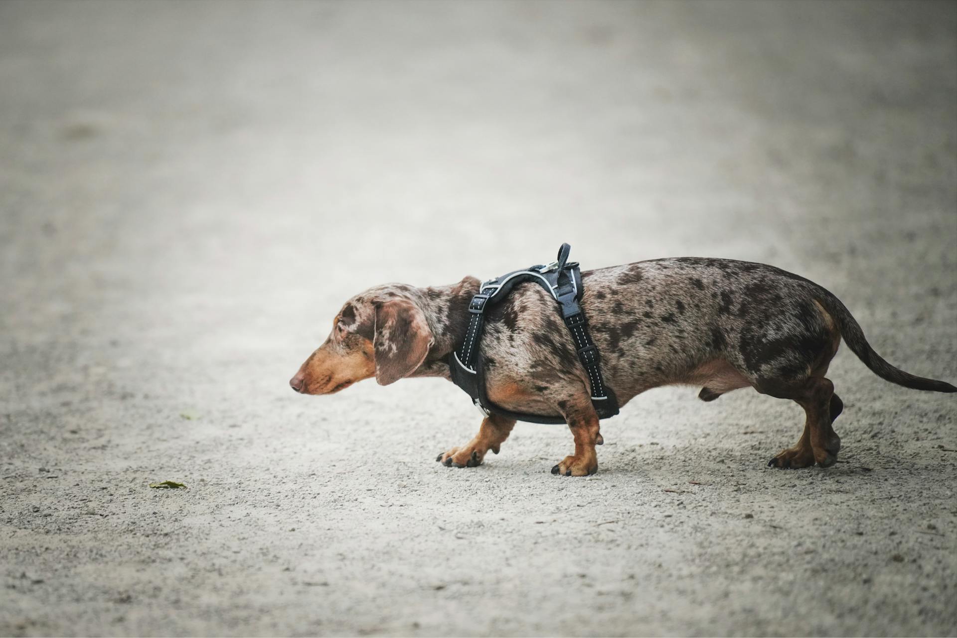 Spotted Dachshund in Outdoor Setting