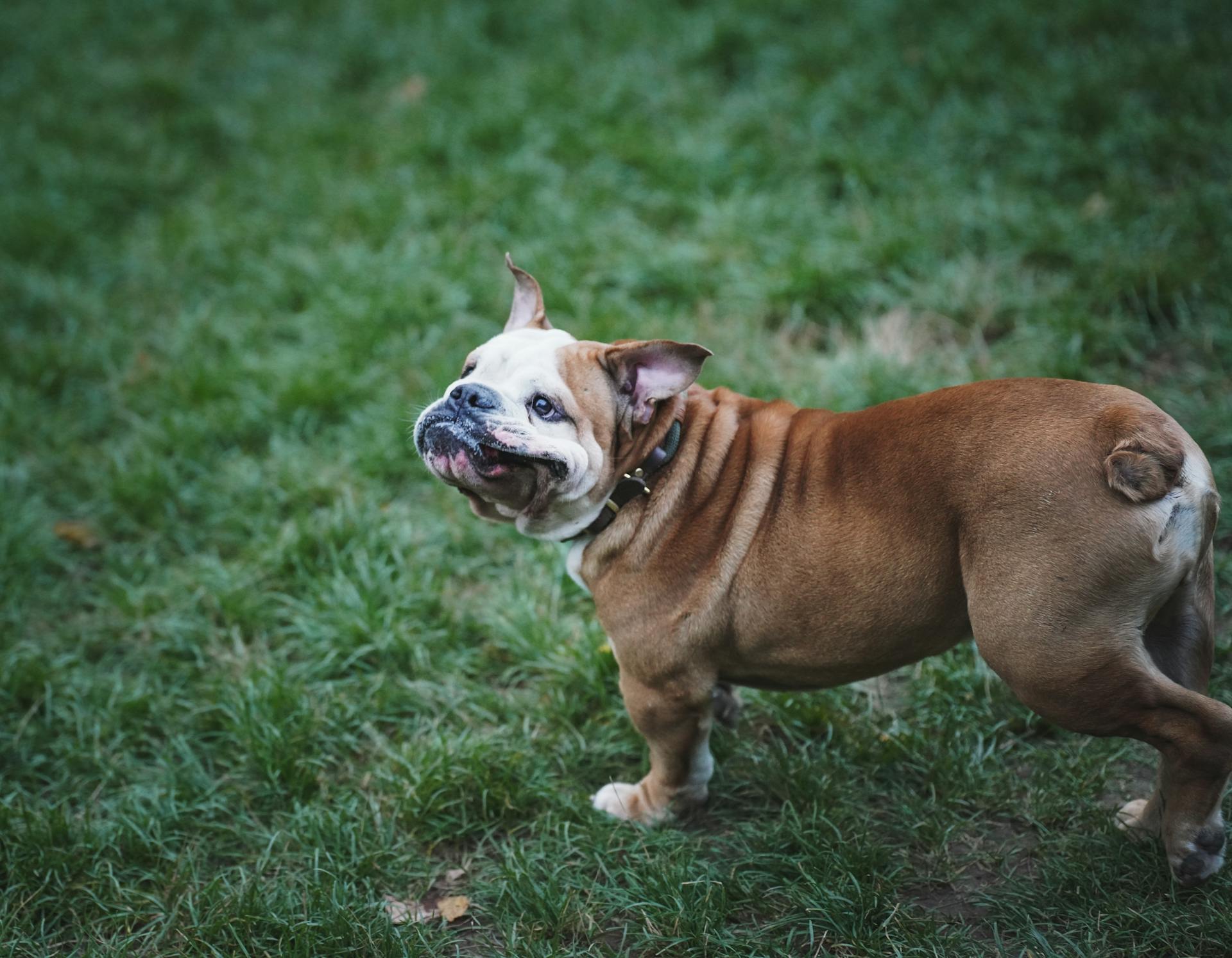 Engelska bulldoggar på gräs ute