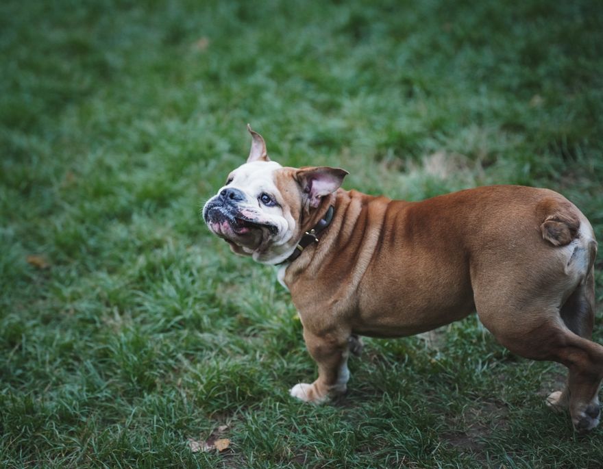 English Bulldog standing on lush green grass outdoors