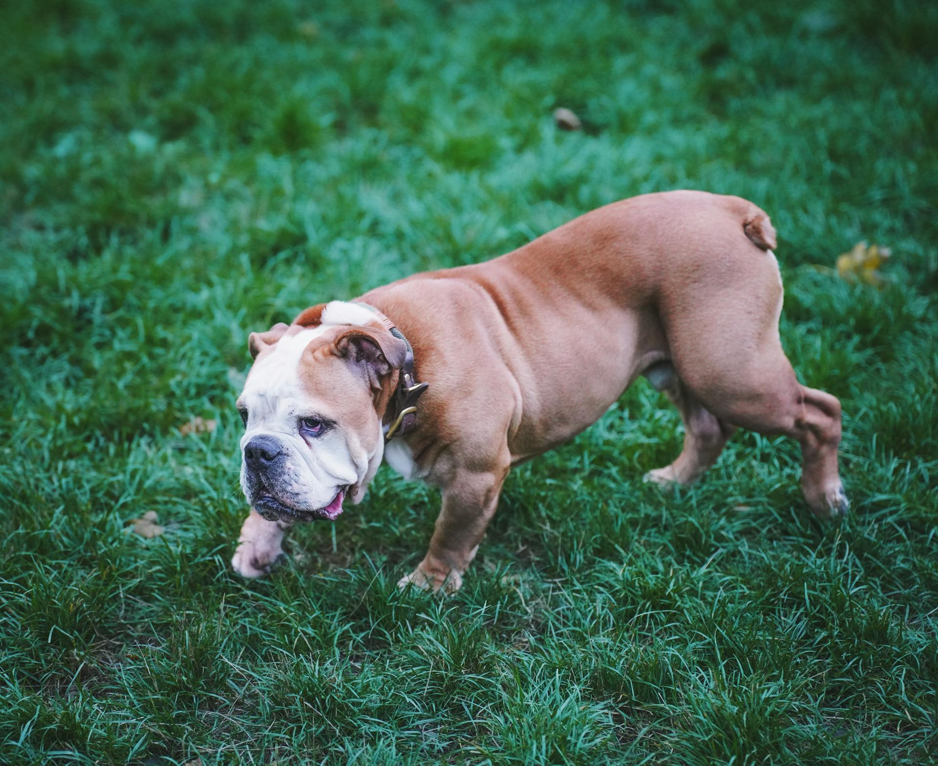 Adorable English Bulldog Walking on Grass