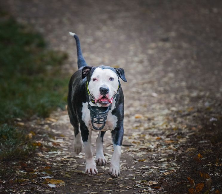 dog comfortably wearing a basket muzzle on a calm walk dog comfortably wearing a basket muzzle on a calm walk