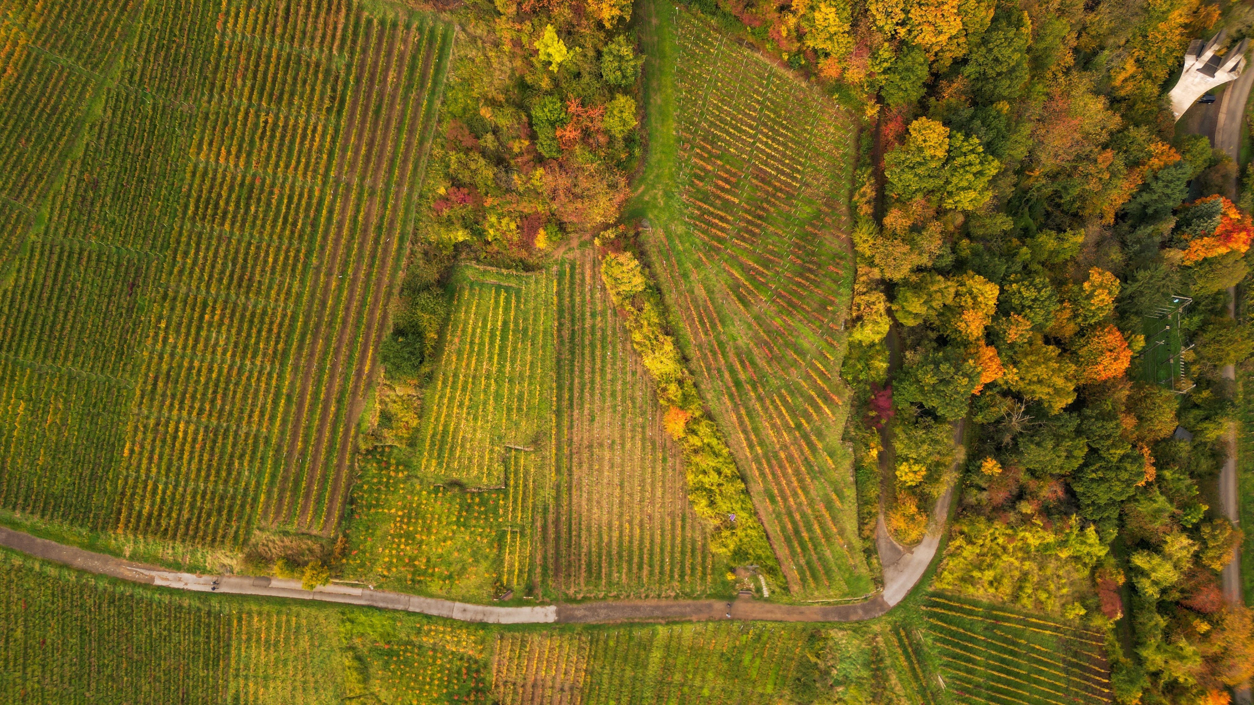 Vignoble Champagne