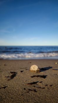 Calm beach scene with a seashell on sand, gentle waves, and a clear blue sky.