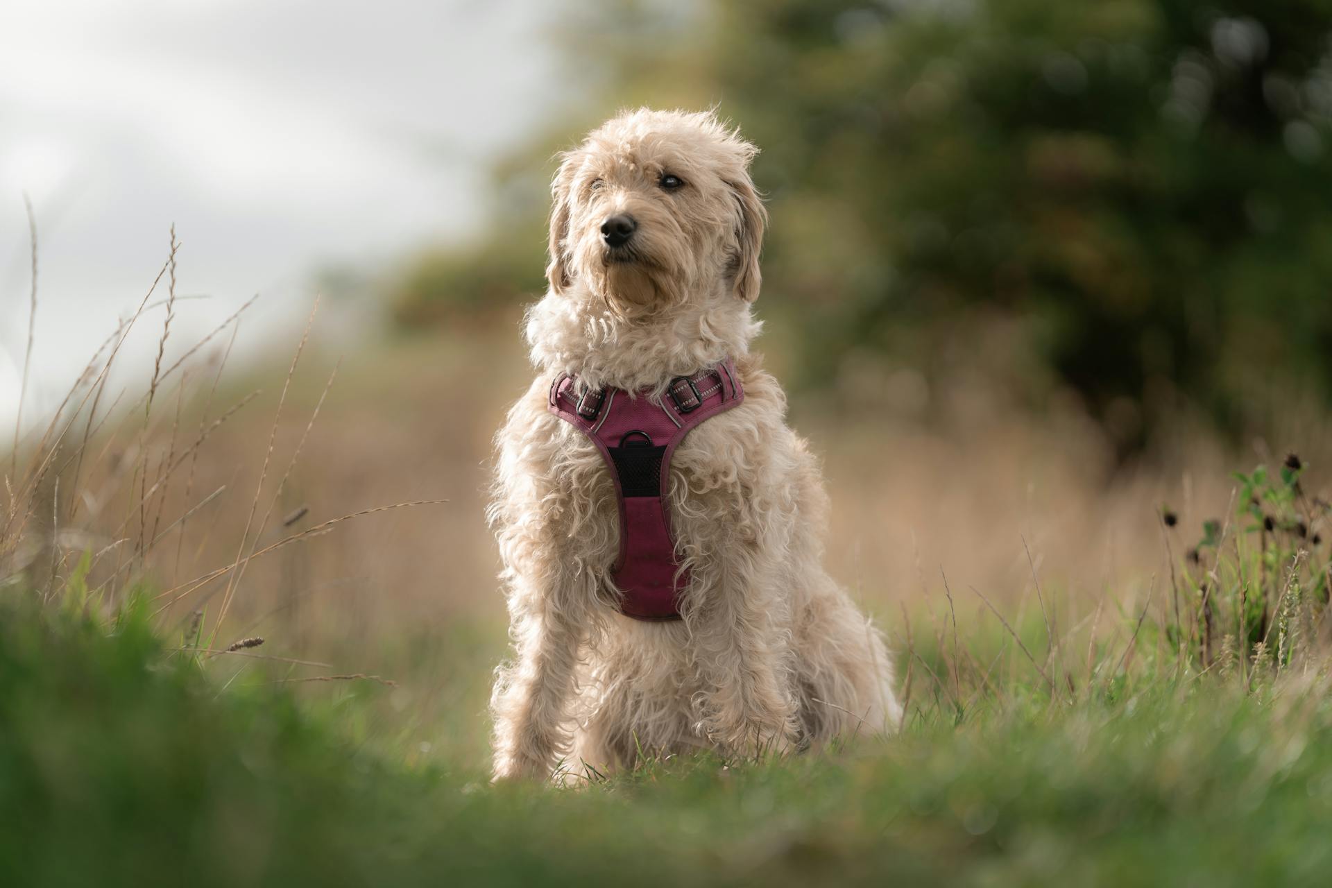 Cute Labradoodle sitting on green grass outdoors with a pink harness, enjoying nature.