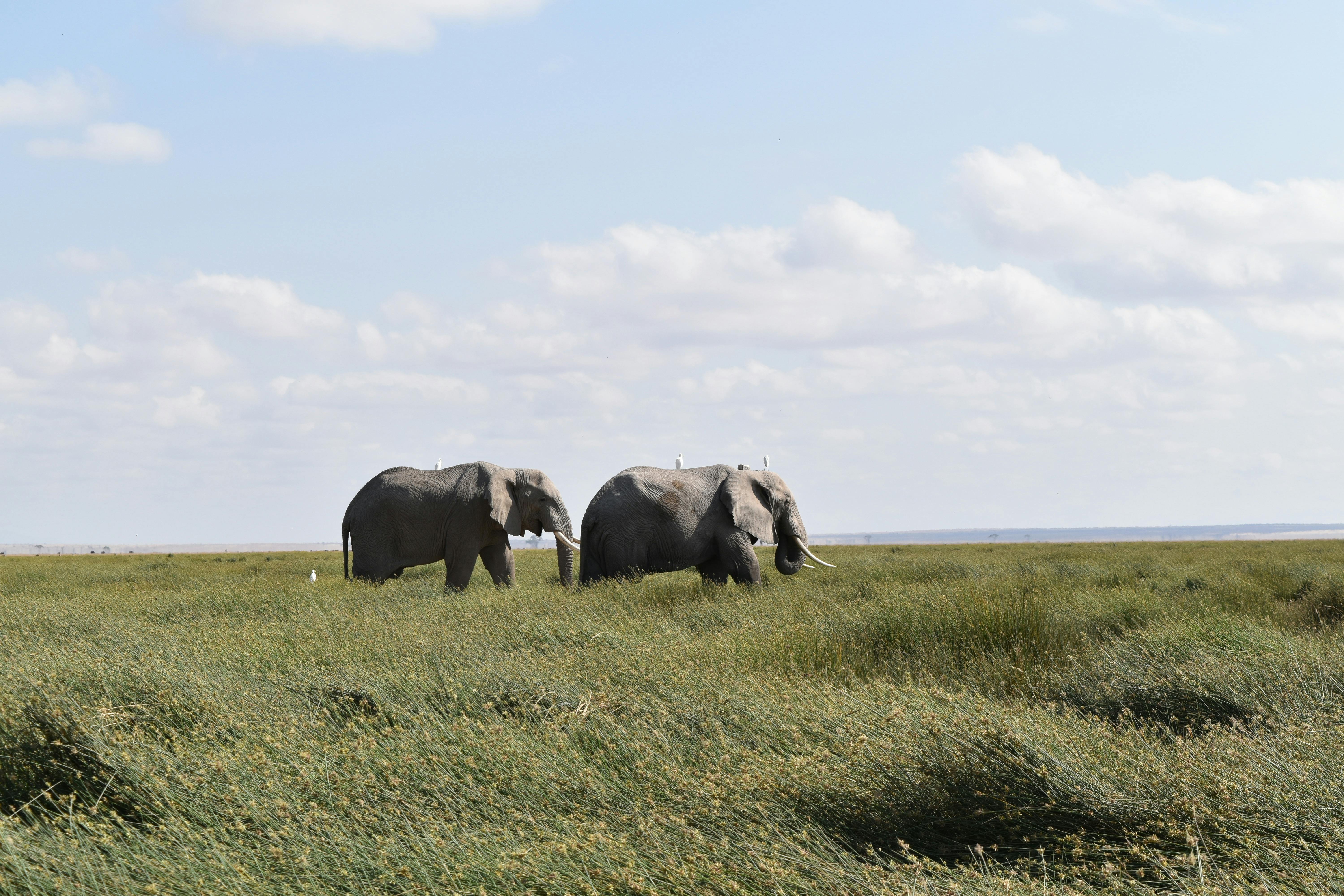 Two African elephants roaming the grassy plains in Kajiado, Kenya under a bright sky.