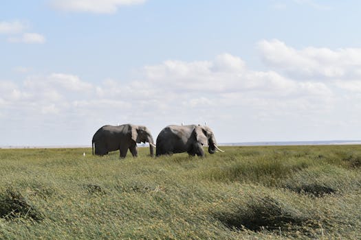 Two African elephants roaming the grassy plains in Kajiado, Kenya under a bright sky.