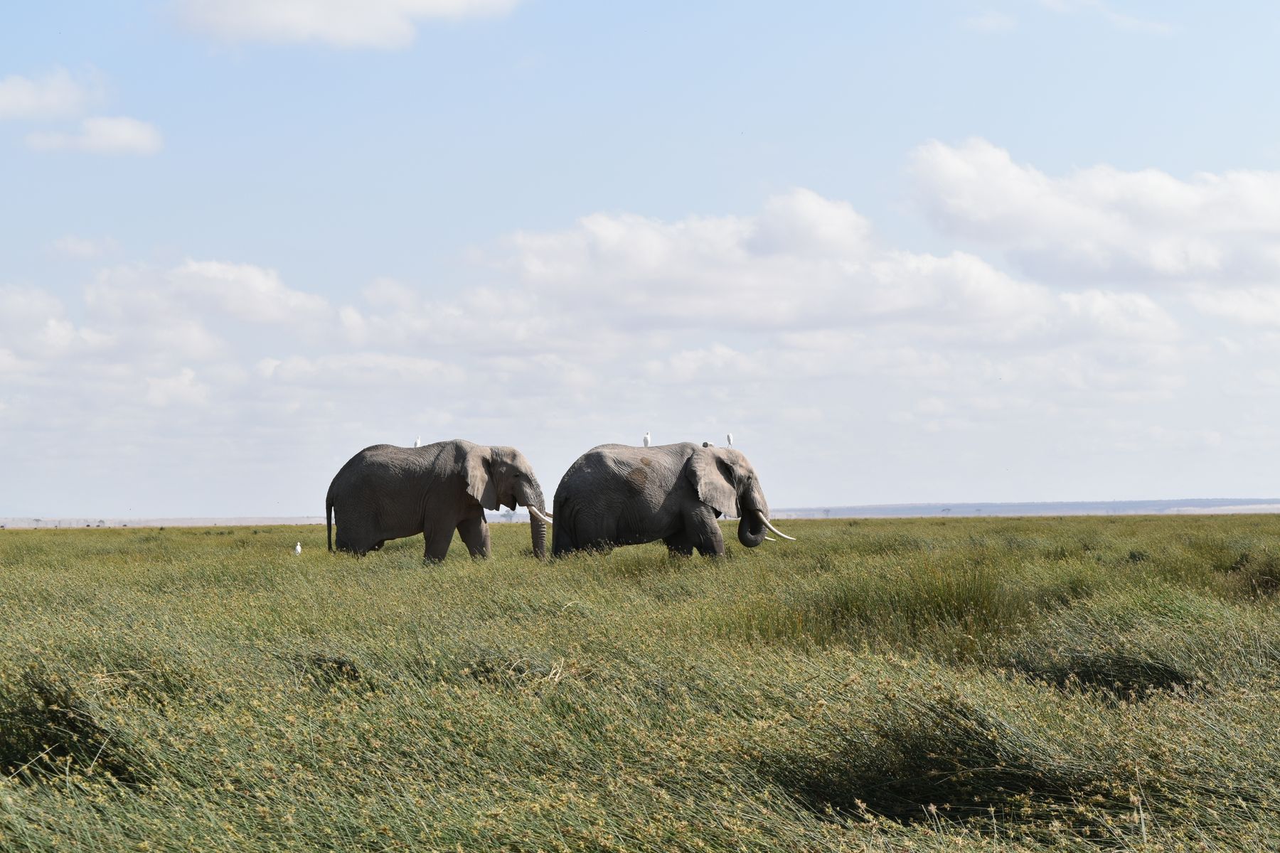 Best Time to Visit Lake Nakuru: A Month-by-Month Guide from Nairobi