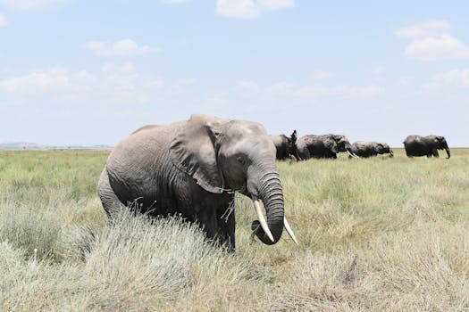 Close-up of African elephants in the savannah of Kajiado, Kenya.