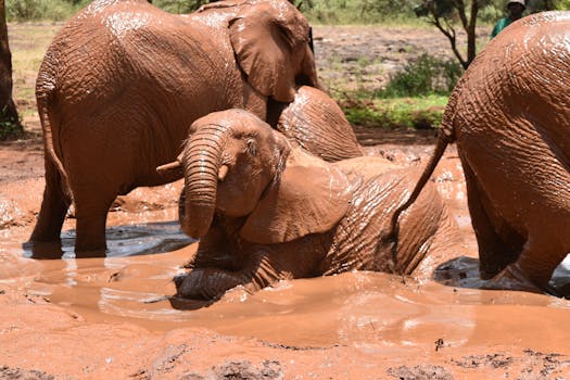 African elephants frolicking in a mud bath at Kajiado, Kenya, capturing nature's playful side.