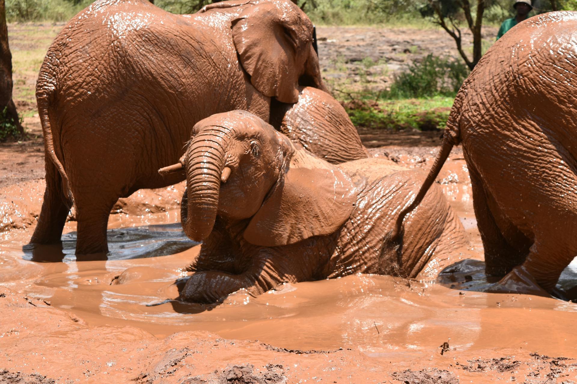 Playful Elephants Enjoying a Mud Bath in Kenya