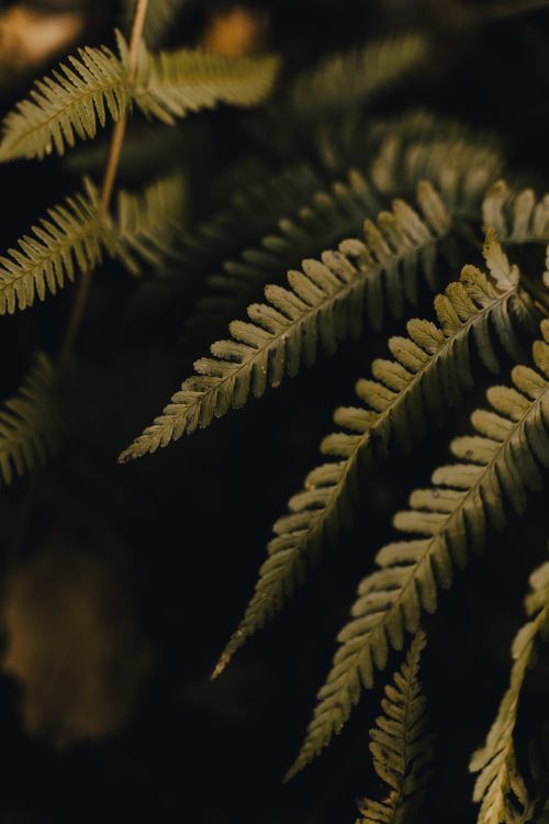 Free Detailed close-up of fern leaves in natural light, with a moody atmosphere. Stock Photo