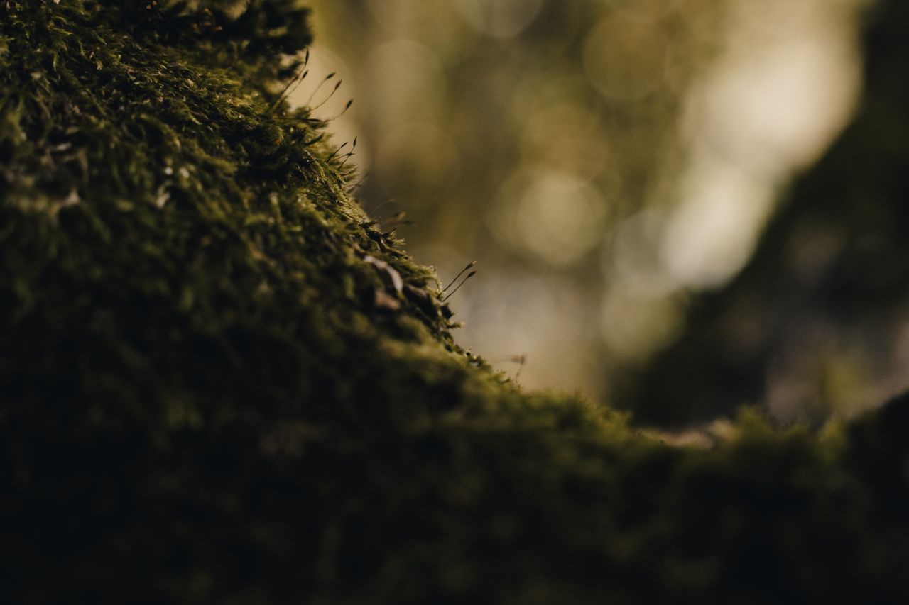 Close-up of lush moss on a forest floor with soft green bokeh — photo by Luca Dross on Pexels