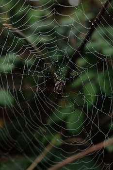 A detailed view of a spider on a dewy web amidst lush greenery.