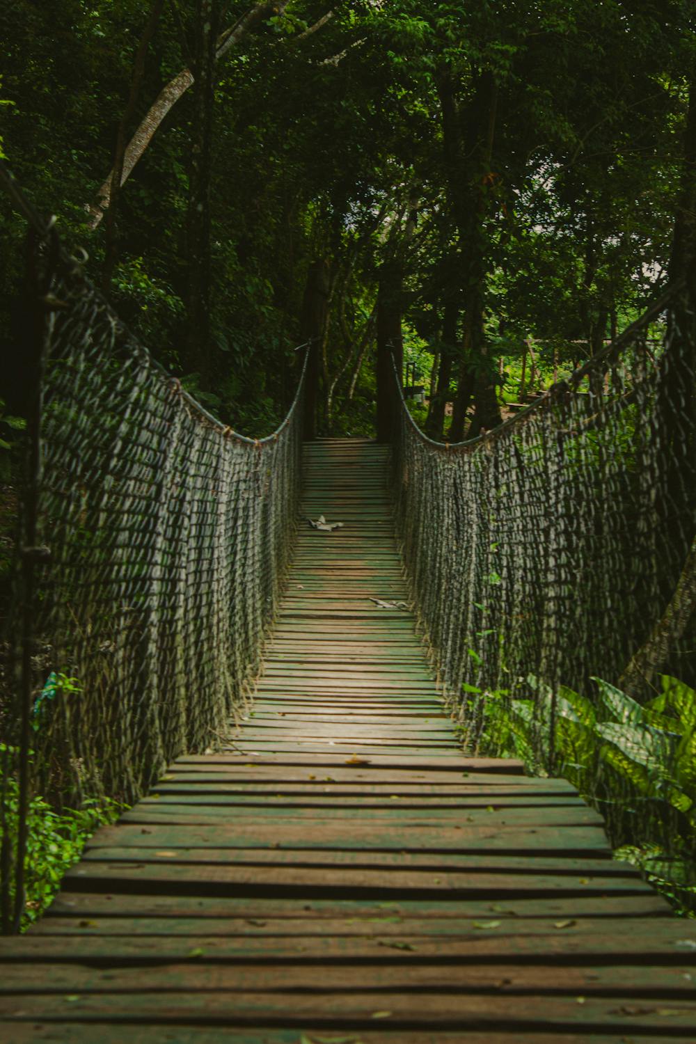 Rustic Suspension Bridge in Tropical Forest · Free Stock Photo