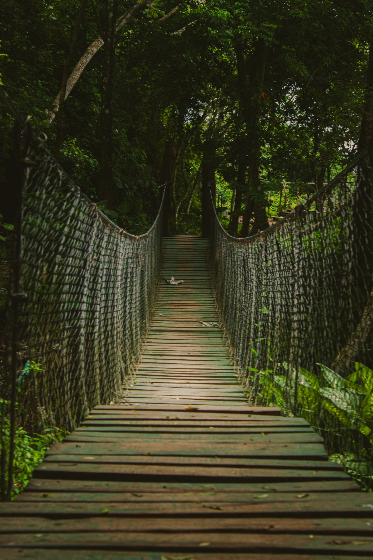 Suspension Bridge in Wild Forest · Free Stock Photo