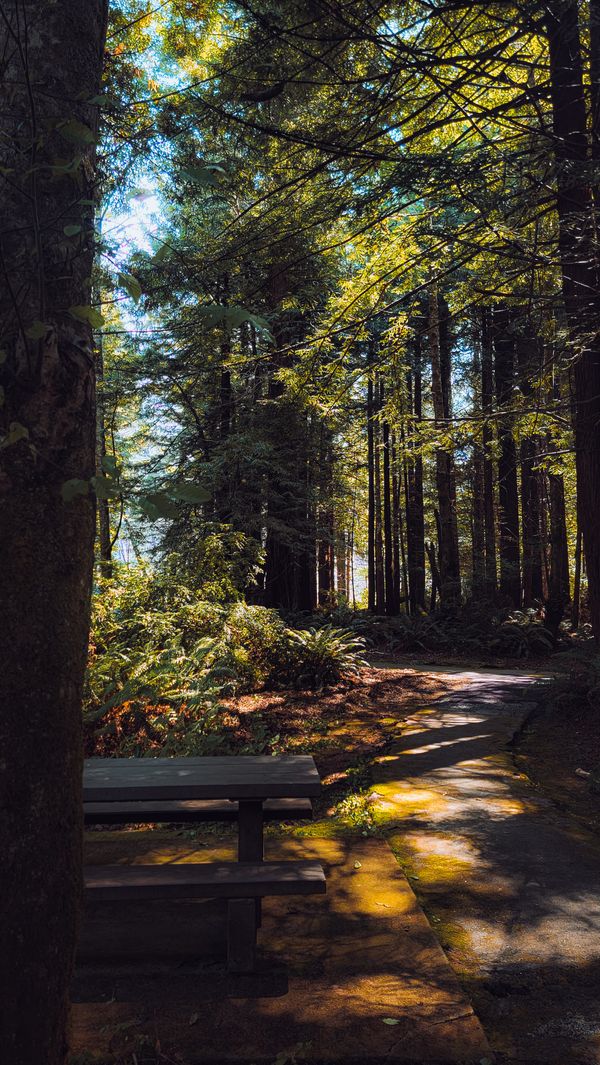Um caminho tranquilo na floresta cercado por árvores altas, com a luz do sol filtrando através da copa.