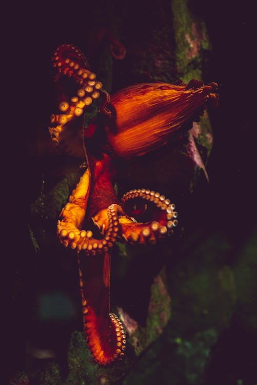 Orange Octopus on Green Stone