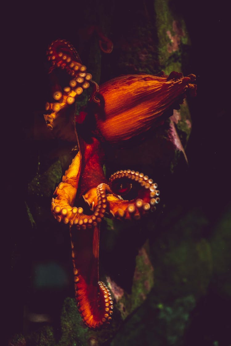 Orange Octopus On Green Stone