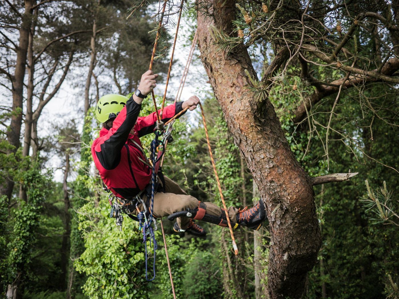 ISA-certified arborist inspecting a tree canopy