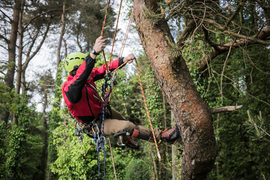 Professional tree climber working in a tall tree using ropes and a harness