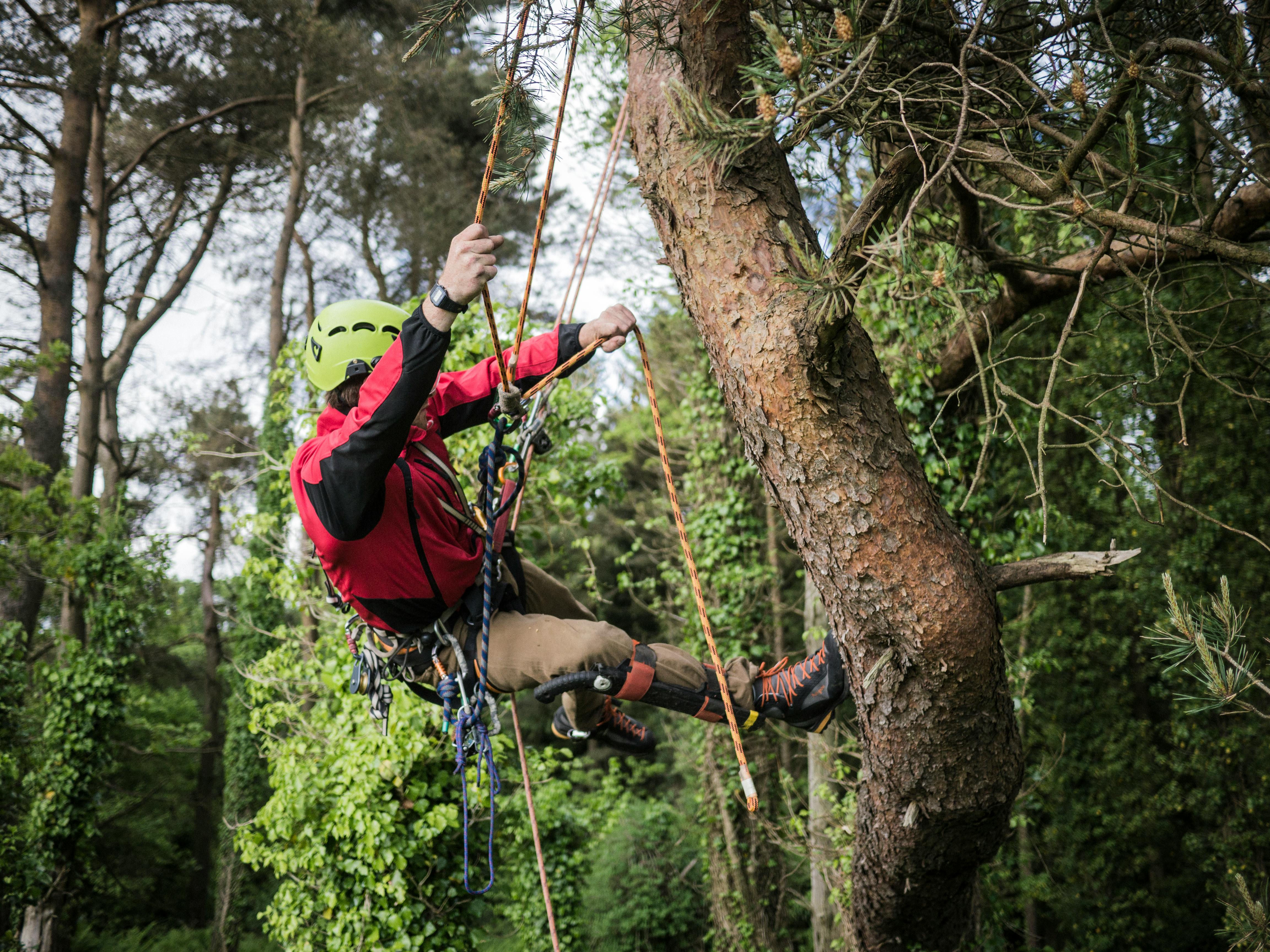 Photo Of Man Climbing On Tree · Free Stock Photo