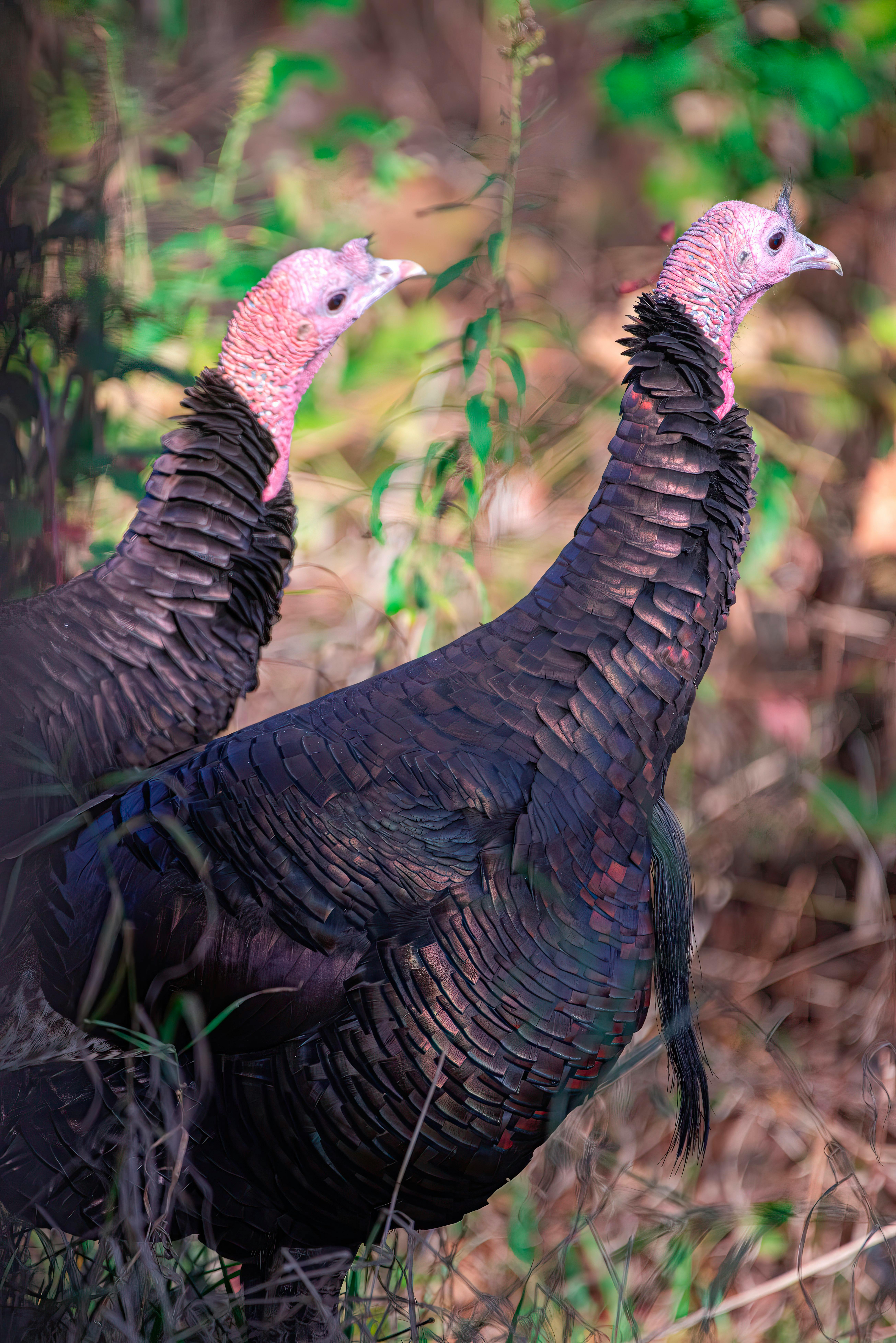 Two wild turkeys in their natural habitat surrounded by lush greenery.