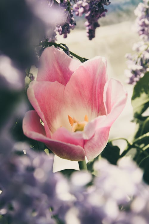 Foto Close Up Bunga Petaled Pink Dan Putih