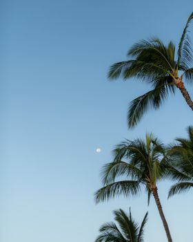 Palm trees sway under the moonlit sky in Hawaii, capturing serene island vibes.