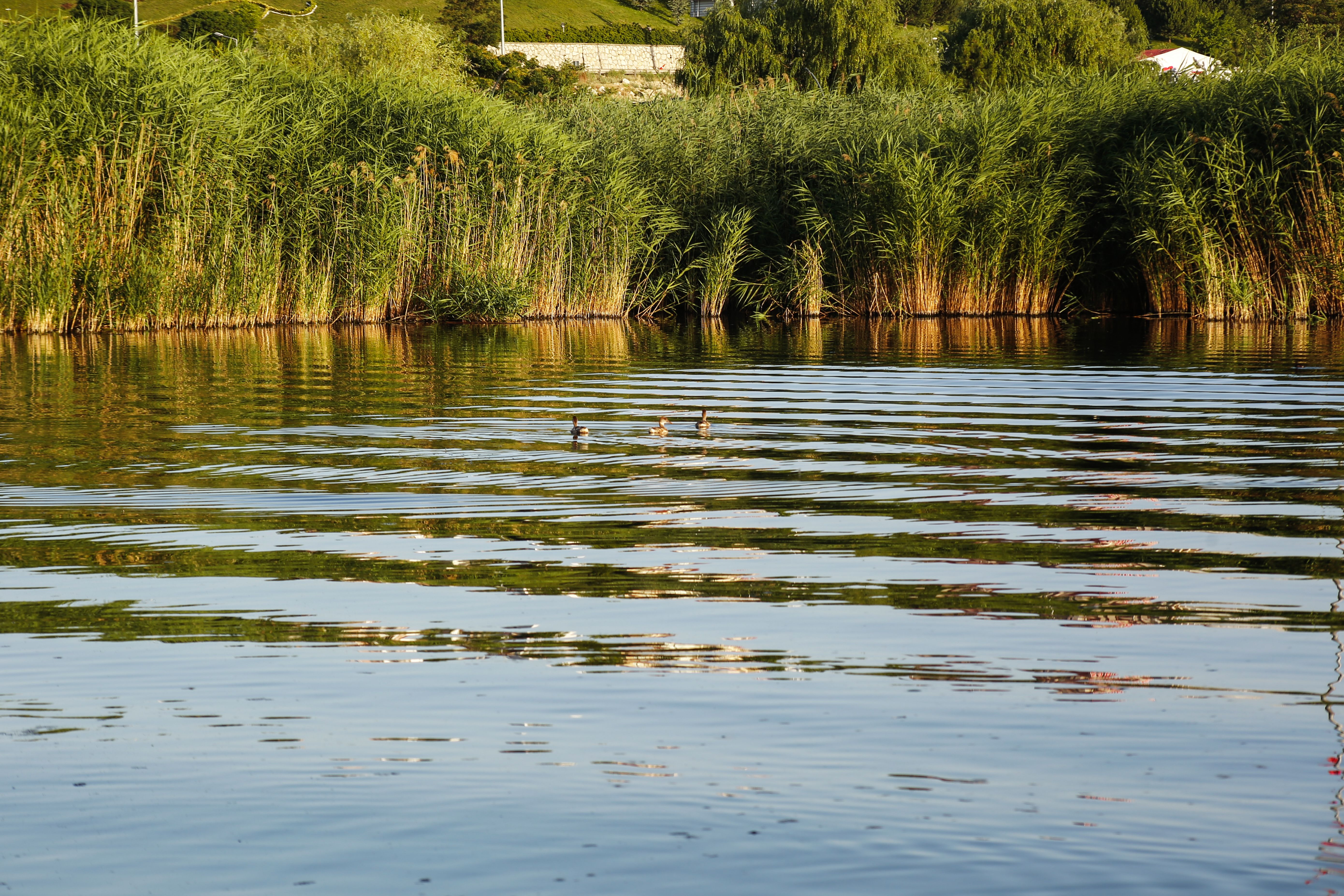 Serene River Scene with Ducks and Reeds · Free Stock Photo