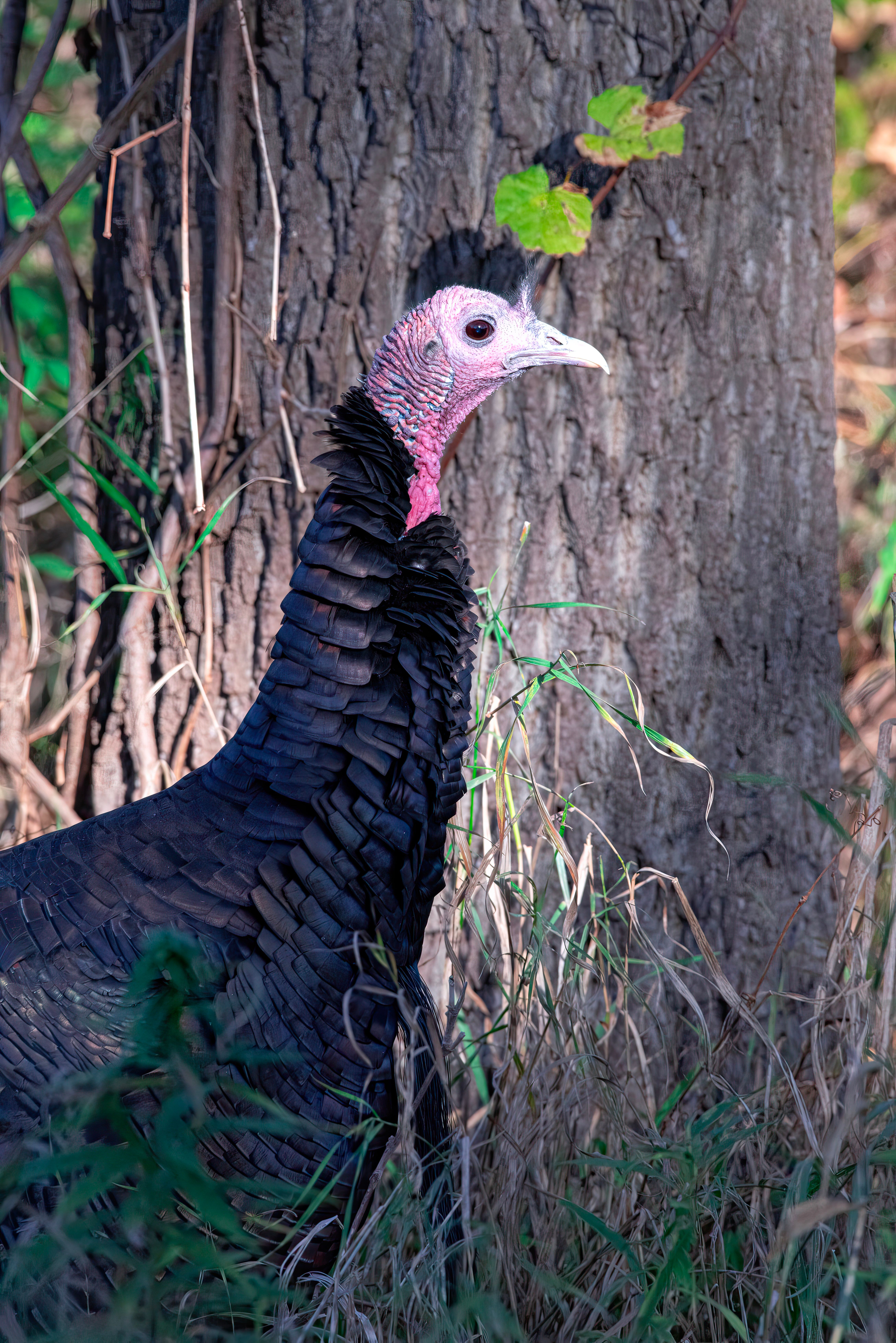 A wild turkey amidst trees and greenery, showcasing natural wilderness.