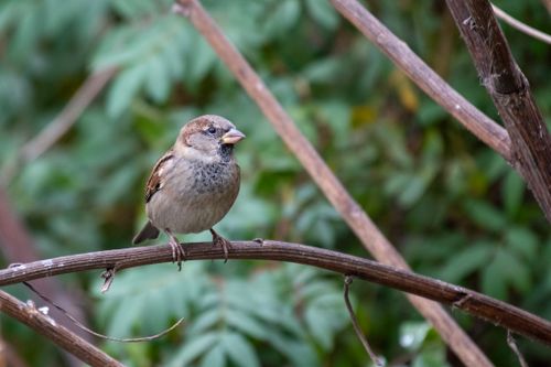 Free A close-up of a sparrow perched on a branch with lush greenery background. Stock Photo