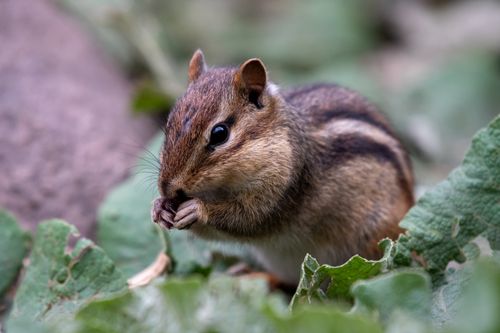Free Adorable chipmunk foraging amidst green foliage, showcasing wildlife behavior. Stock Photo