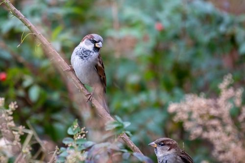 Free Two sparrows perched on a branch amidst lush green foliage. Stock Photo