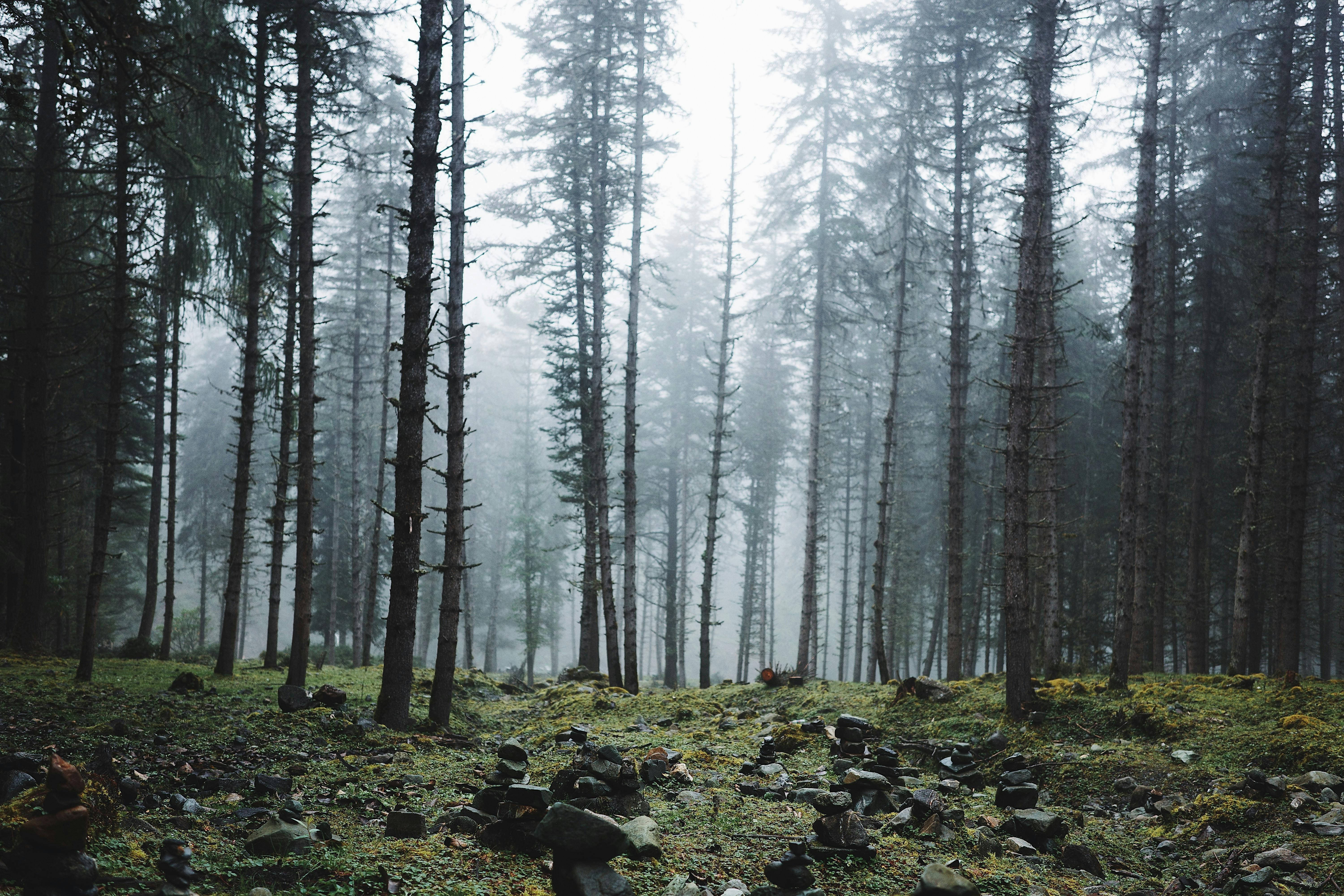 Serene misty forest with tall pine trees and a moody atmosphere.