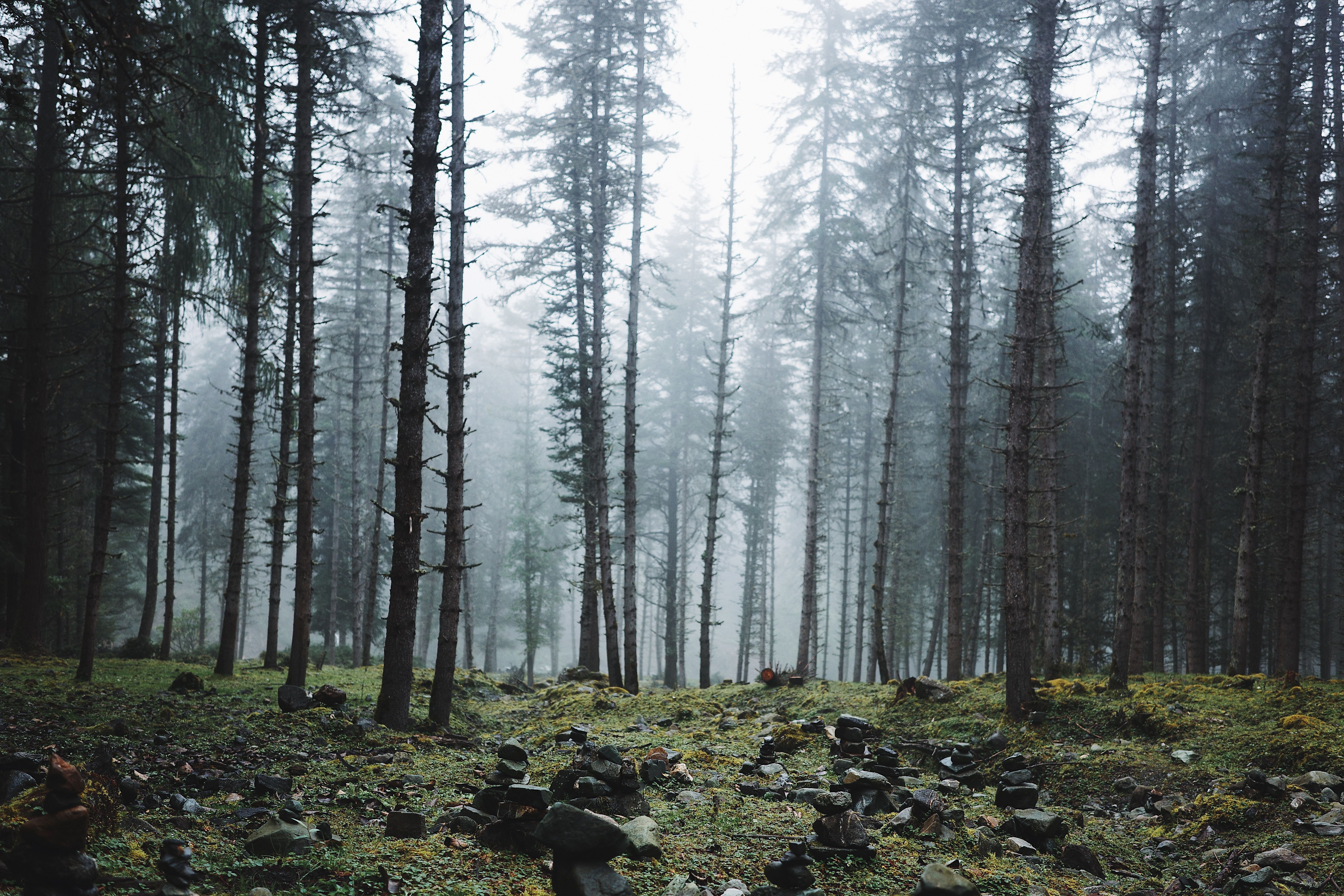 Misty Forest Landscape with Tall Pine Trees · Free Stock Photo
