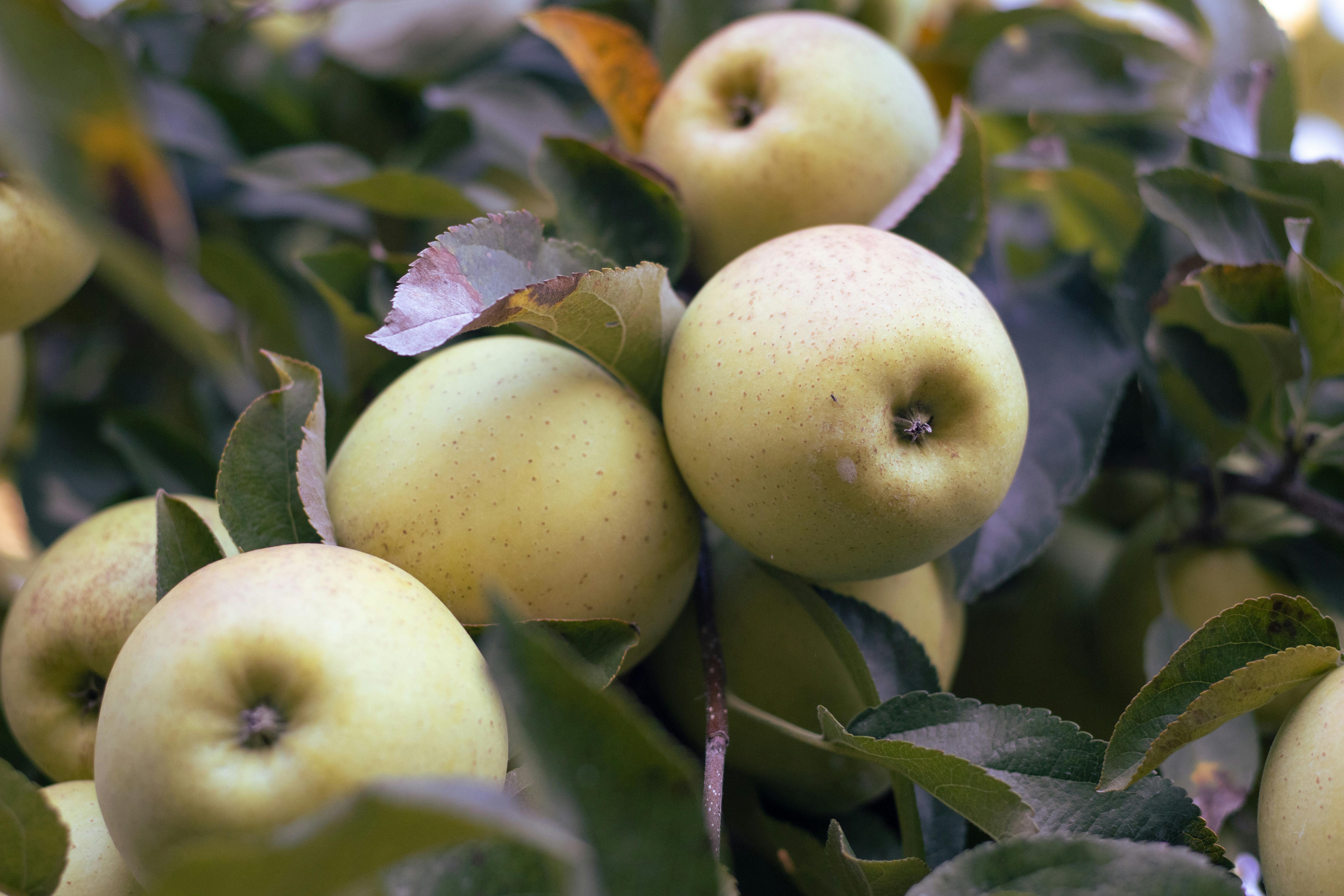 Global Feature: Apple Learning Coach Program — Photo by Sean Ingram on Pexels