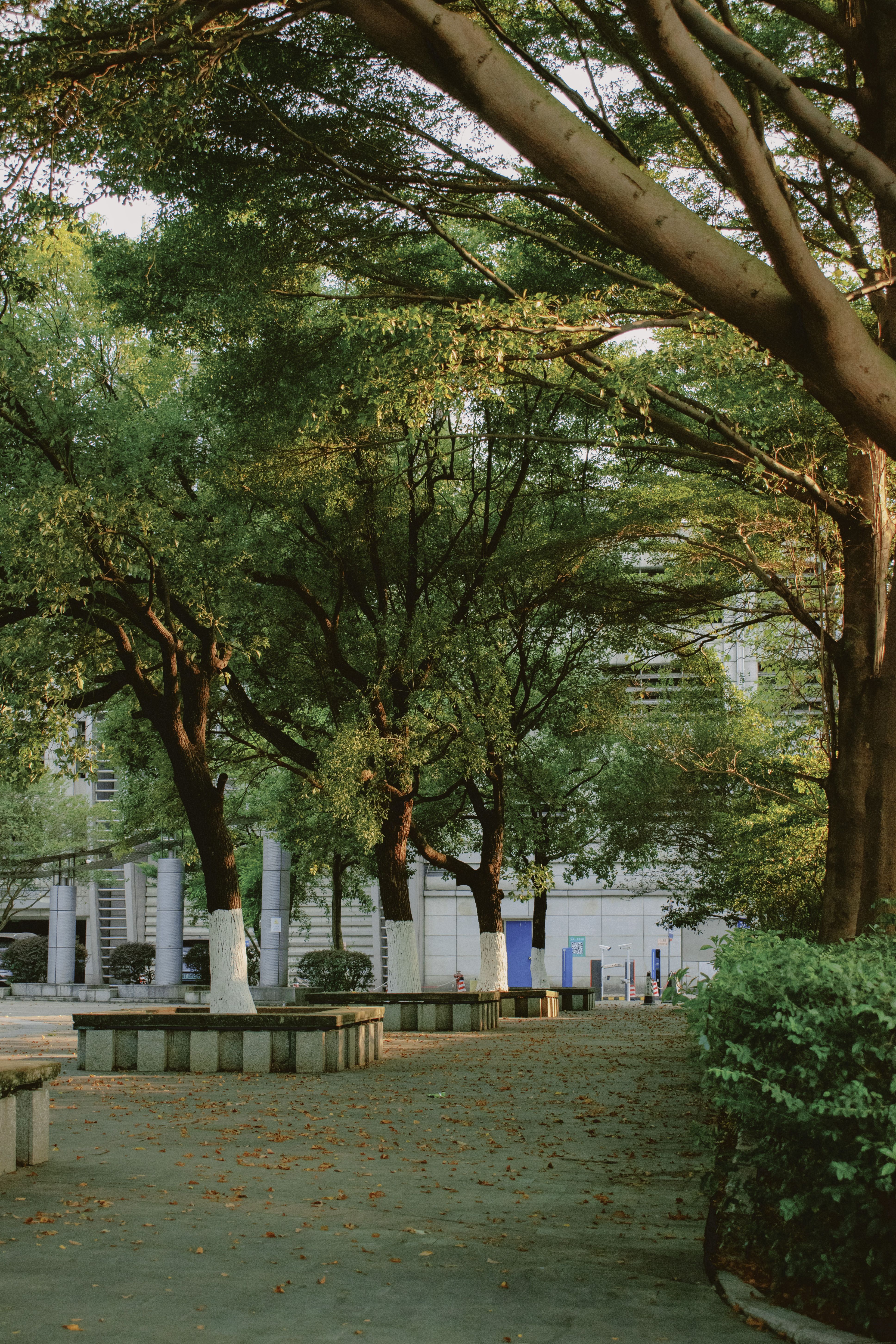 Serene Urban Park with Green Trees and Benches · Free Stock Photo