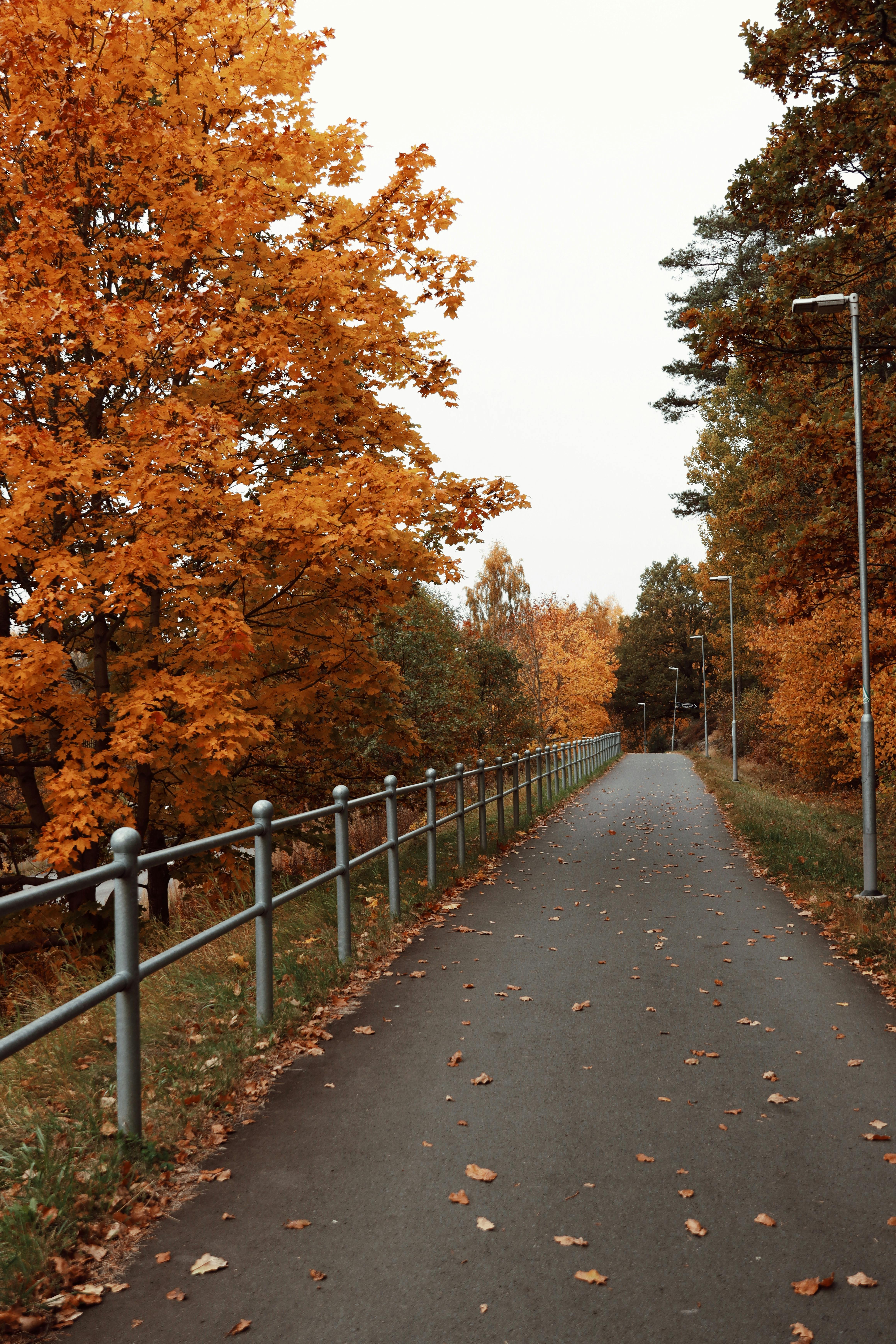 scenic autumn path in jonkoping sweden