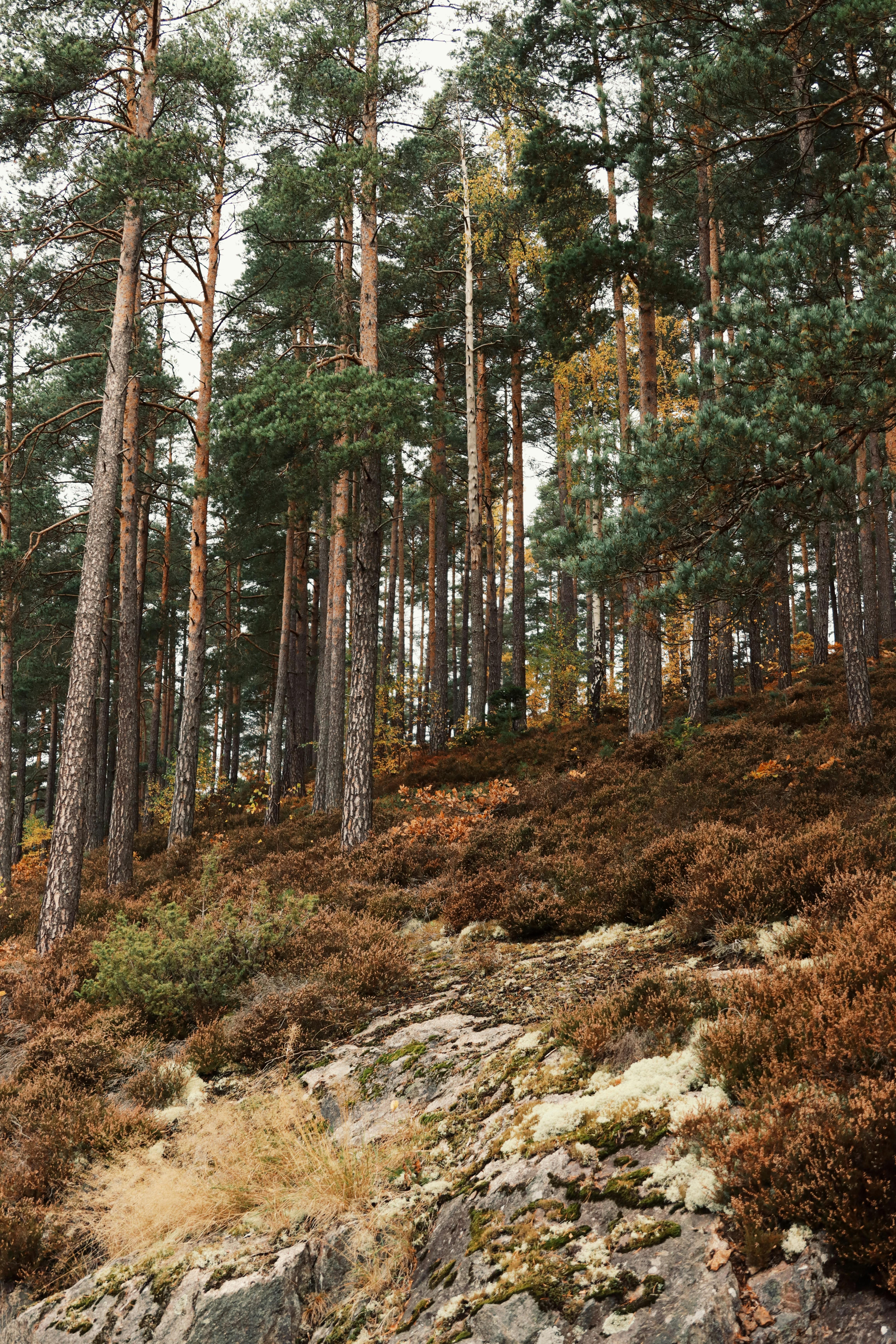 autumn pine forest in rural sweden