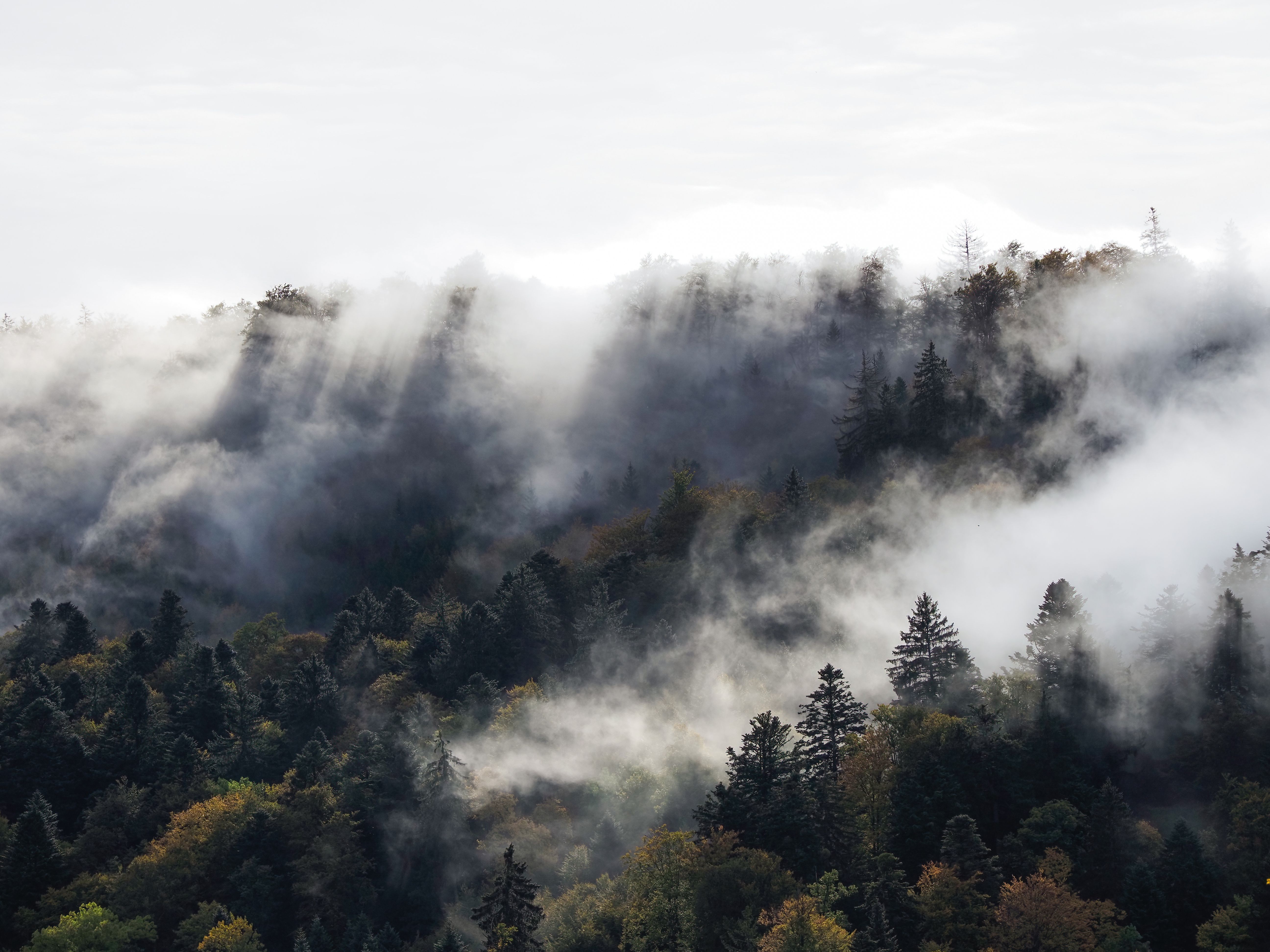 Shafts of morning light streaming through a misty forest — 5-MeO-DMT lasts 20 to 45 minutes but requires two to three days of physical recovery and a sustained integration period
