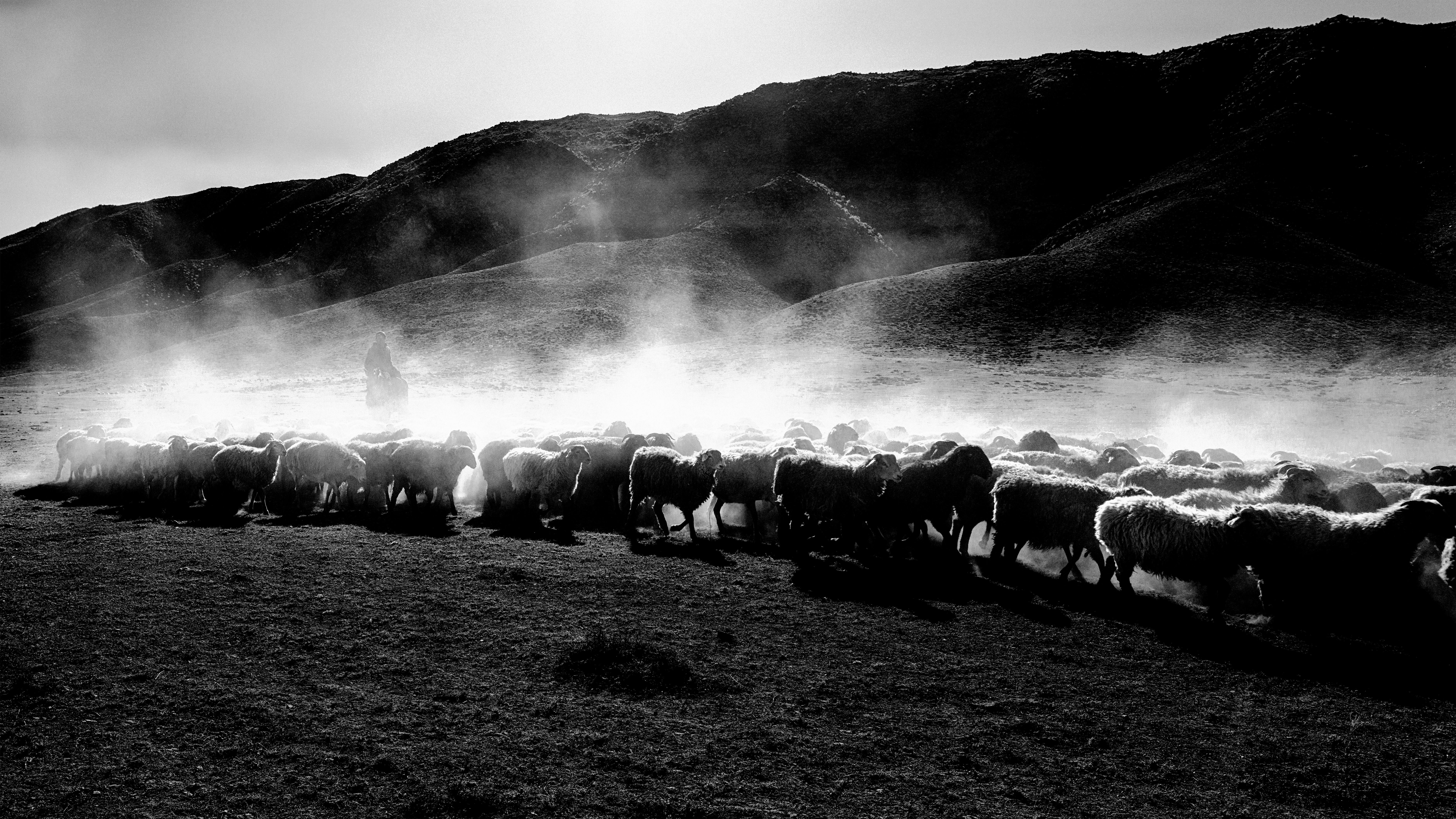 Shepherd Herding Sheep in Misty Mountains