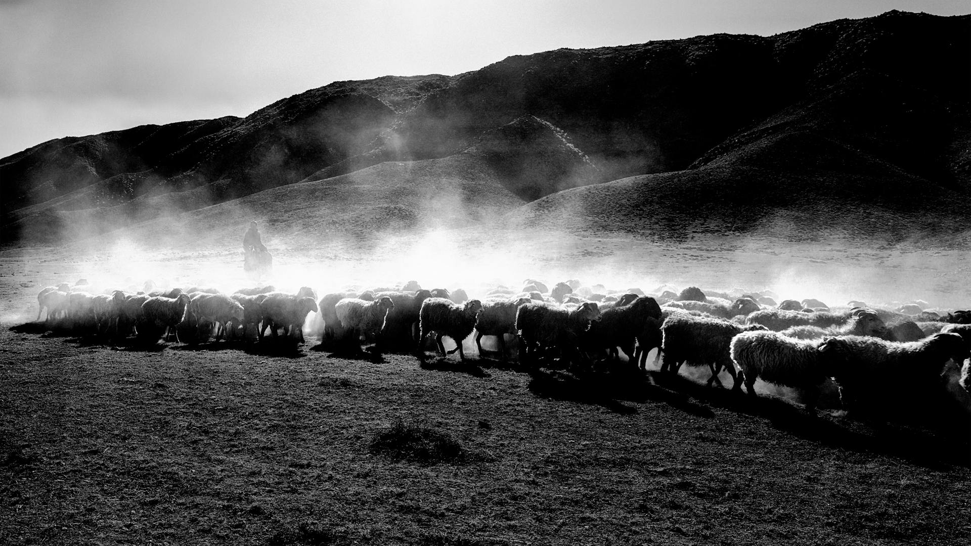 Shepherd Herding Sheep in Misty Mountains