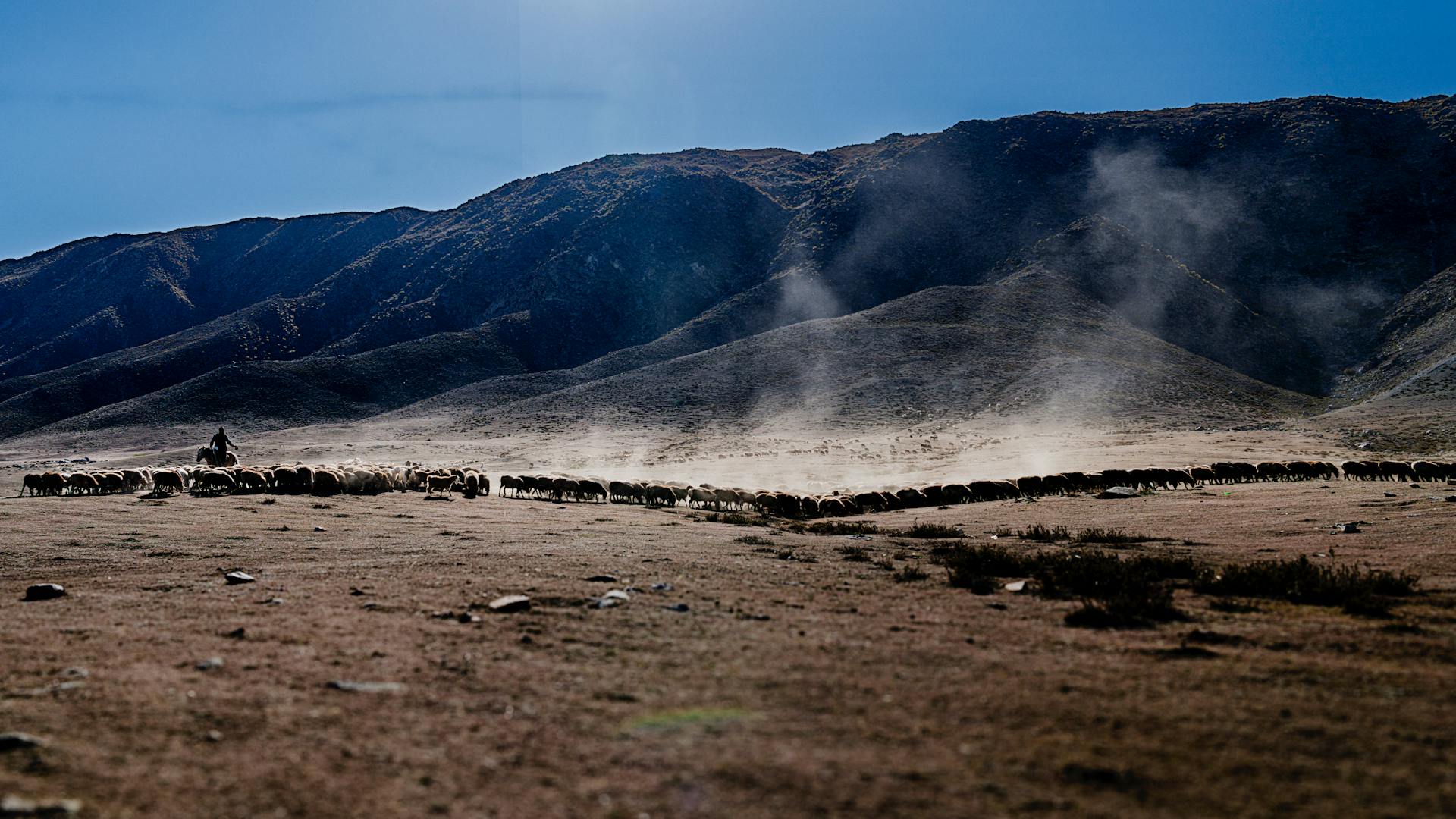 Herdning av får i ett dammigt bergslandskap