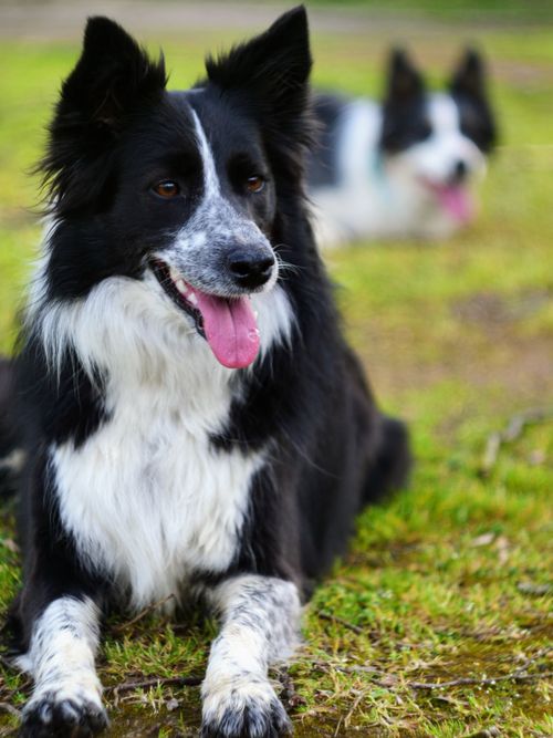 Free Two black and white Border Collies lying on grass, enjoying a sunny day outdoors. Stock Photo