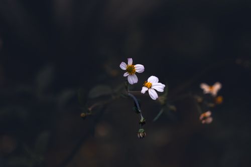 Free Close-up of delicate white camomile flowers with a moody, soft focus background. Stock Photo