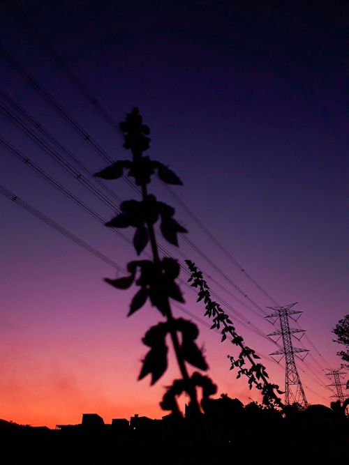 Free Silhouette of power lines and plants against a vivid sunset sky, showcasing energy and nature. Stock Photo